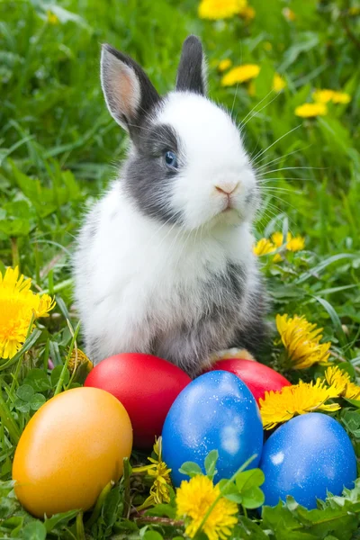 Conejo y coloridos huevos de Pascua —  Fotos de Stock