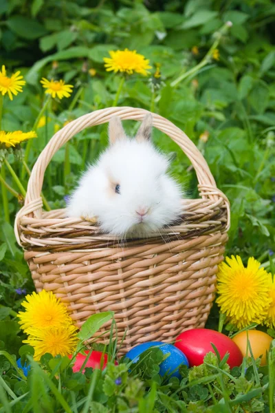 Kanin och färgglada påskägg — Stockfoto