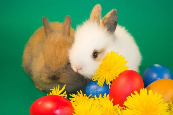 Rabbits and colourful easter eggs — Stock Photo, Image
