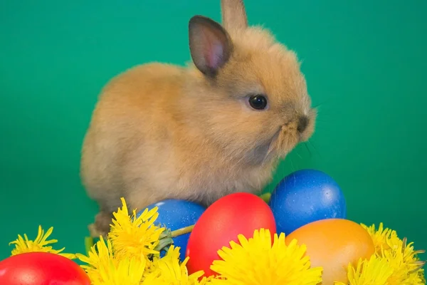 ウサギとカラフルなイースターエッグ — ストック写真