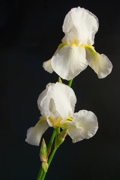 White iris on a black background — Stock Photo, Image