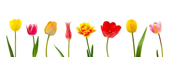Composición de tulipanes — Foto de Stock