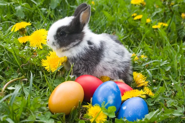 Conejo y coloridos huevos de Pascua en un —  Fotos de Stock