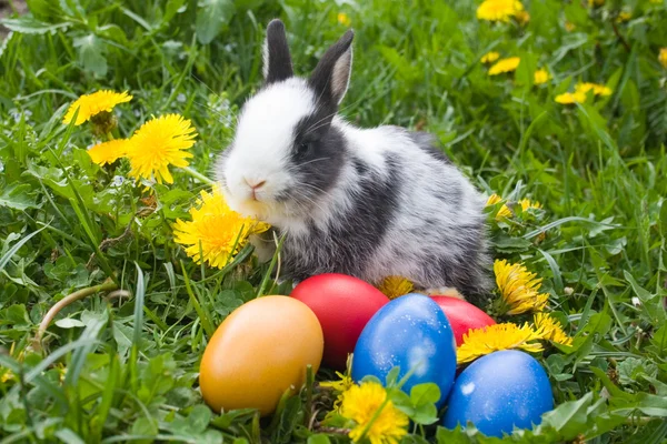 Conejo y coloridos huevos de Pascua en un — Foto de Stock