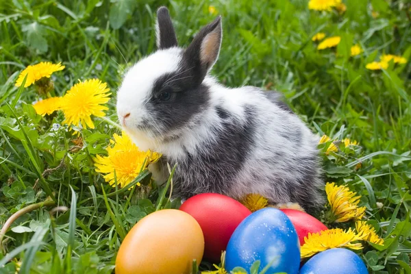 Rabbit and colourful easter eggs in a — Stock Photo, Image