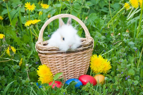 Coniglio e uova di Pasqua colorate in un — Foto Stock