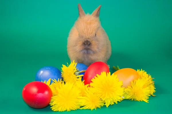 다채로운 부활절 계란과 토끼 — 스톡 사진