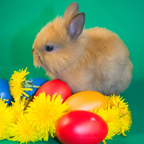 Rabbit and colourful easter eggs — Stock Photo, Image