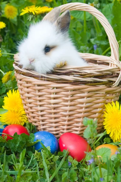 Conejo y coloridos huevos de Pascua en un —  Fotos de Stock