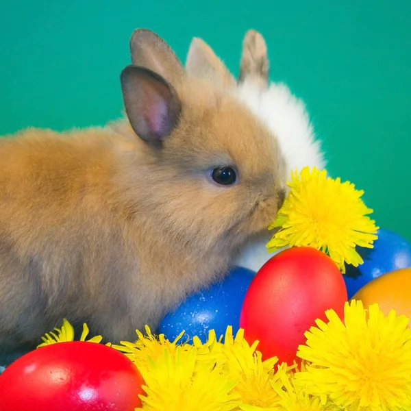 Rabbits and l easter eggs — Stock Photo, Image