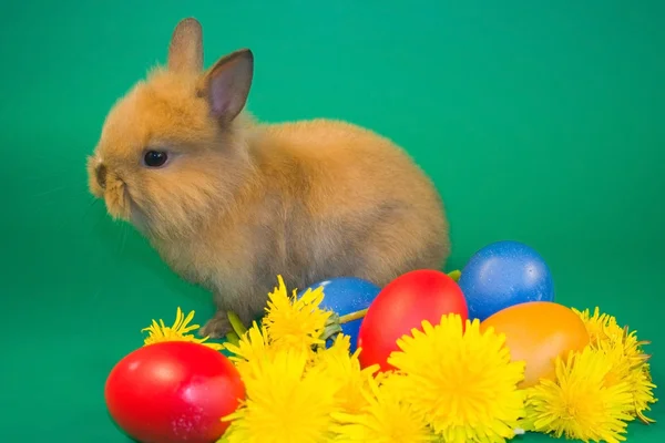 Coniglio e uova di Pasqua colorate — Foto Stock