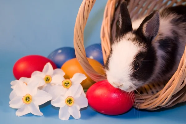 Kanin och färgglada påskägg — Stockfoto