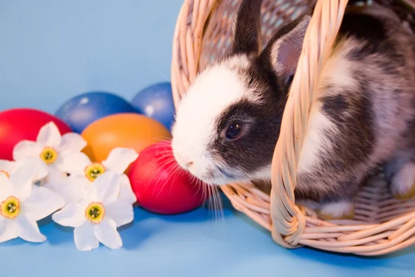 Conejo y coloridos huevos de Pascua — Foto de Stock