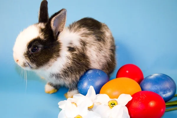 Кролик і барвисті великодні яйця — стокове фото