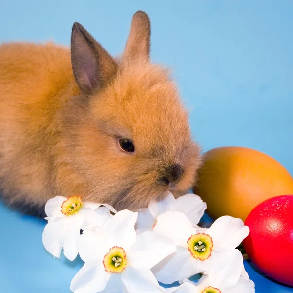 ウサギ、イースターの卵 — ストック写真