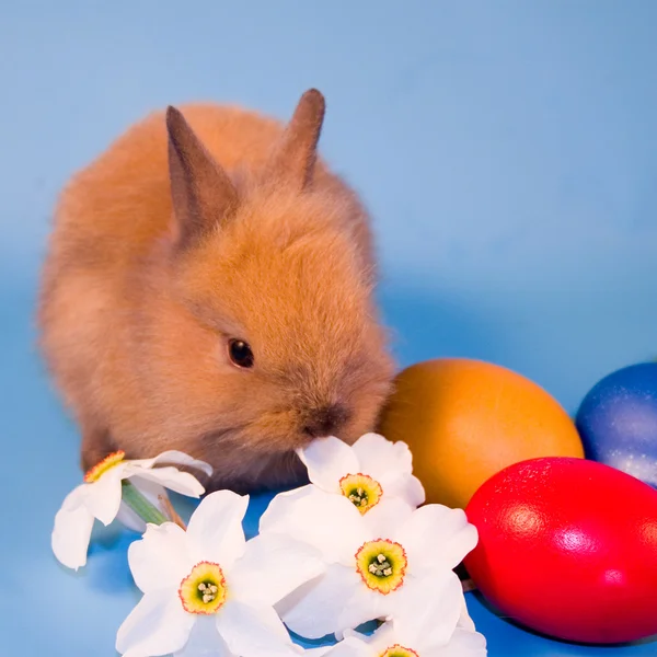 Coniglio e uova di Pasqua — Foto Stock