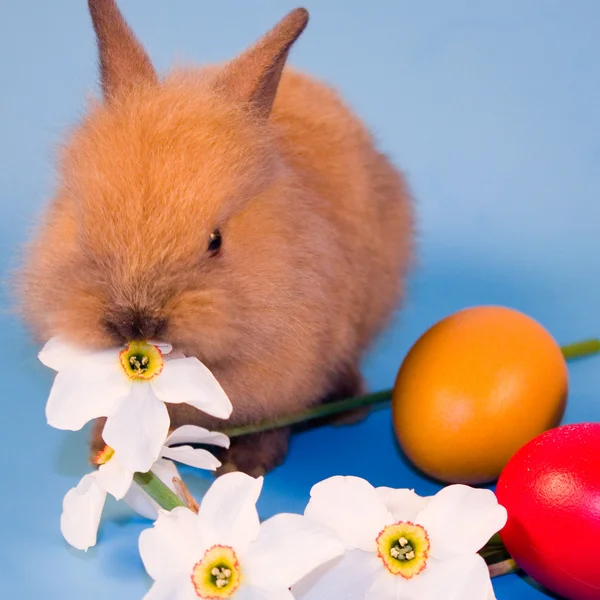 Conejo y huevos de Pascua —  Fotos de Stock