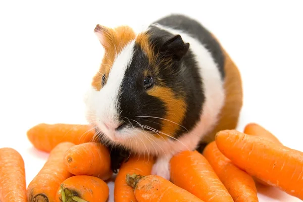 Cochon de Guinée et carottes — Photo