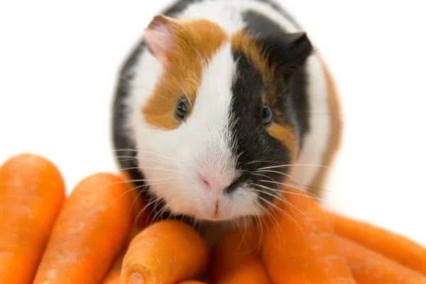 Guinea-pig and carrots — Stock Photo, Image