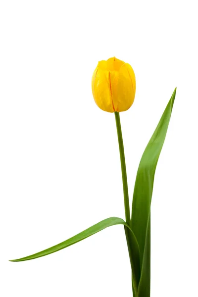 stock image Yellow tulip