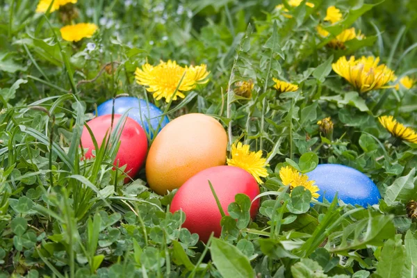 Colourful easter eggs in a grass — Stock Photo, Image