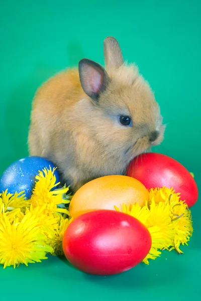 Hnědý malý králík na zeleném pozadí — Stock fotografie
