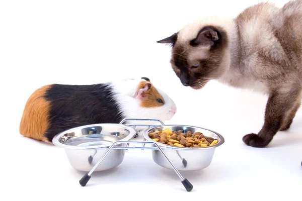 Cerdo de Indias, gato y tazón con comida — Foto de Stock