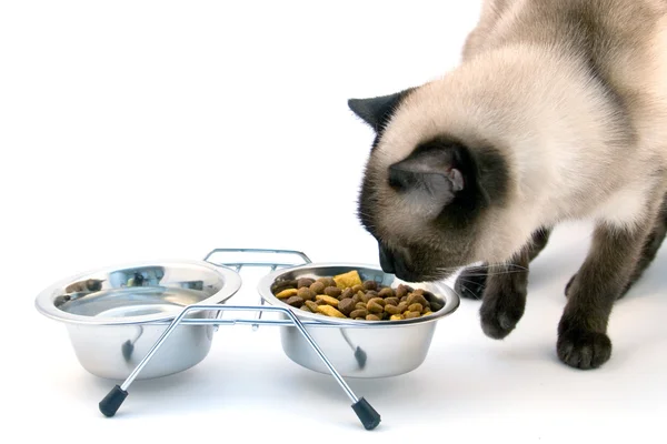 Cuenco con comida para gatos y gatos — Foto de Stock