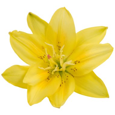 Yellow lily clipart