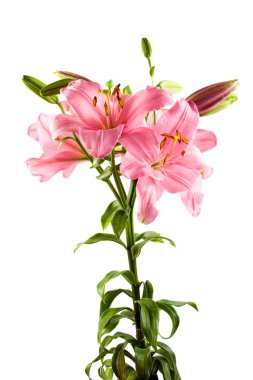 Lilies isolated on white clipart