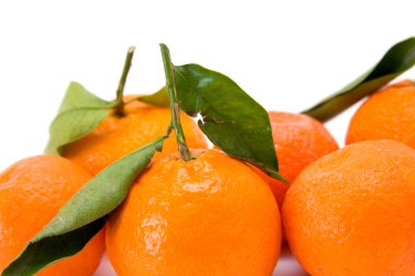 taze mandalina
