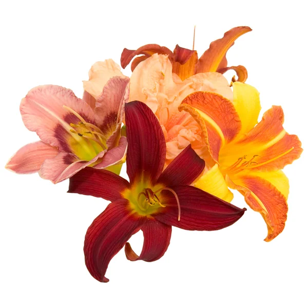 Composition from lilies — Stock Photo, Image