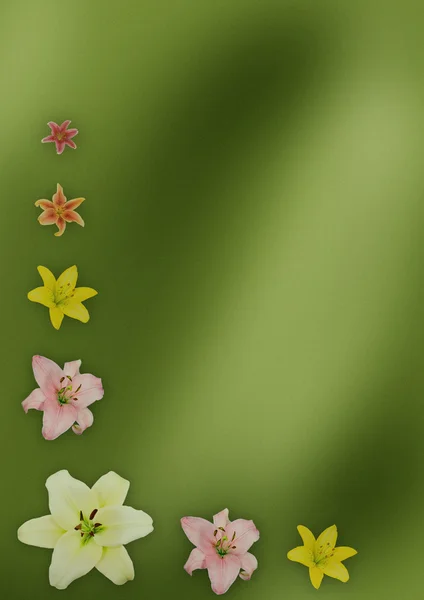 Zelené pozadí s liliemi — Stock fotografie