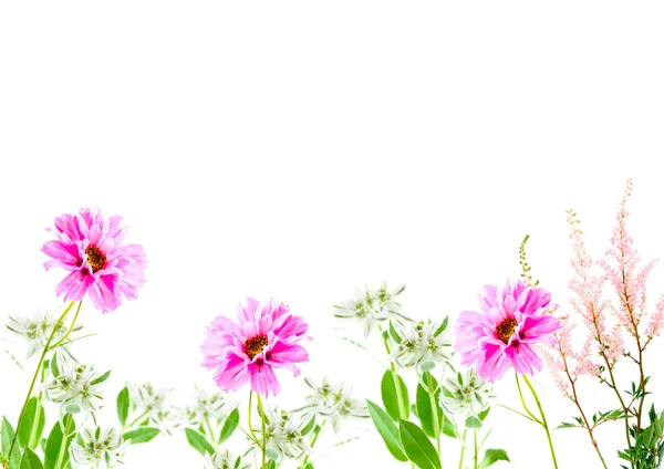 Sammansättning från blommor — Stockfoto