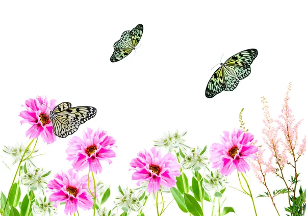 Flowers and butterflies — Stock Photo, Image