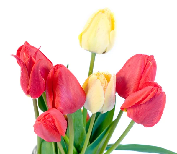 Tulipanes rojos — Foto de Stock