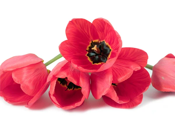 Piros tulipán — Stock Fotó