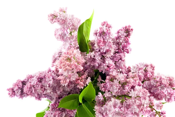 Buket lilac — Stok fotoğraf