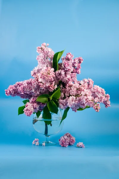 Bukett i lila — Stockfoto