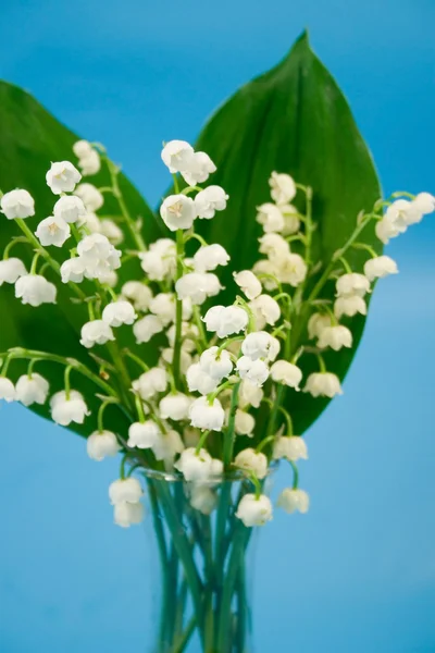 Lily of the valley — Stock Photo, Image