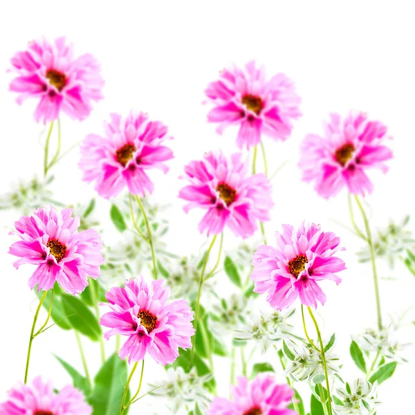 stock image Pink flowers