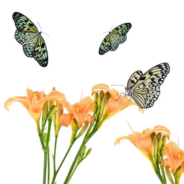 Flores e borboletas — Fotografia de Stock