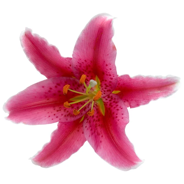 Lily merah muda — Stok Foto