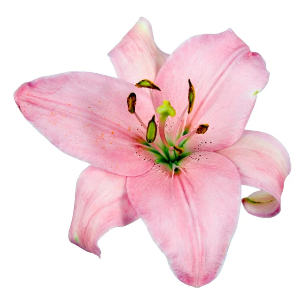 Pinkfarbene Lilie — Stockfoto