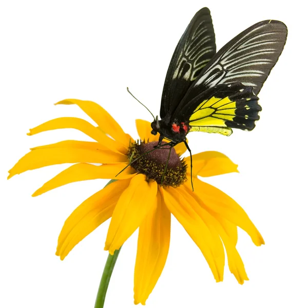 Tropikal kelebek ve sarı çiçek — Stok fotoğraf