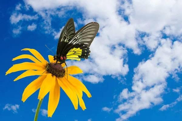 Tropical butterfly and yellow flower — Stock Photo, Image