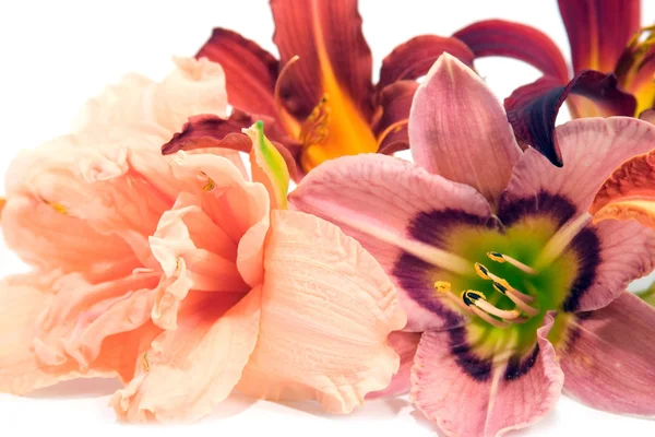 Složení z lilií — Stock fotografie