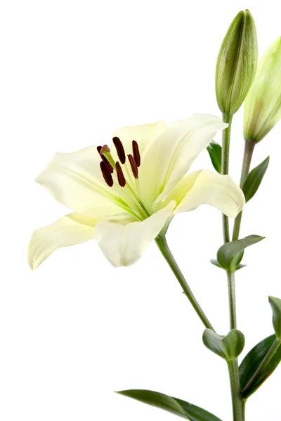 Liljor som isolerat på vit bakgrund — Stockfoto