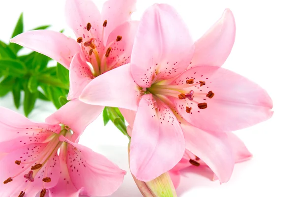 Lilies isolated on white background — Stock Photo, Image