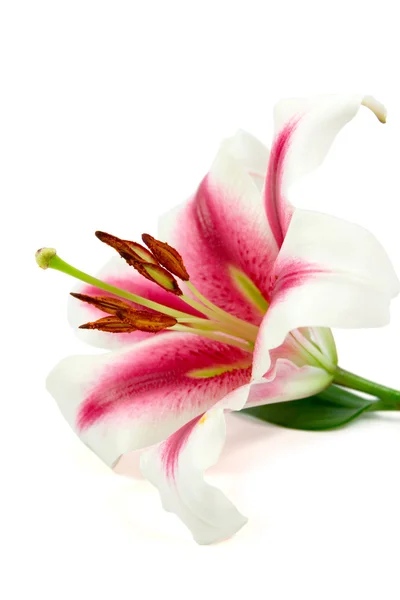 Lilie na białym tle — Zdjęcie stockowe